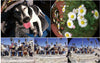 Universal 3 in 1 Clip Fish Eye Smartphone Camera Lens - Edrimi